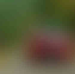 b4dcef_c12d07a78b0b4c339b7c280de991e85dmv2-5